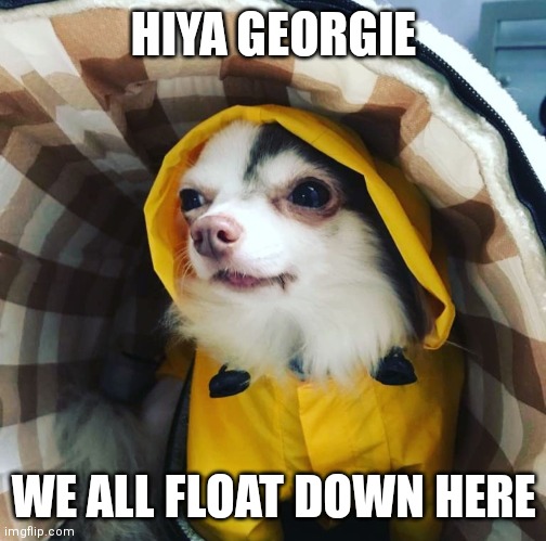 Hiya Georgie | HIYA GEORGIE; WE ALL FLOAT DOWN HERE | image tagged in pennywise,pennywise in sewer,pets | made w/ Imgflip meme maker
