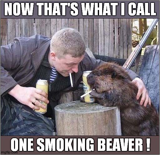 There's Something You Don't See Everyday ! | NOW THAT'S WHAT I CALL; ONE SMOKING BEAVER ! | image tagged in now thats what i call,smoking,beaver,visual pun | made w/ Imgflip meme maker