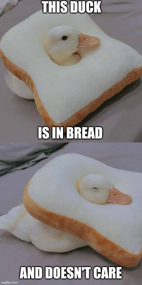 LOOKS COZY | THIS DUCK; IS IN BREAD; AND DOESN'T CARE | image tagged in ducks,duck | made w/ Imgflip meme maker