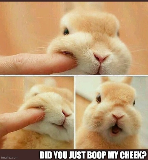 BOOP THE NOSE | DID YOU JUST BOOP MY CHEEK? | image tagged in bunny,bunnies | made w/ Imgflip meme maker