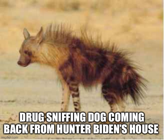 hyena | DRUG SNIFFING DOG COMING BACK FROM HUNTER BIDEN’S HOUSE | image tagged in hyena,joe biden,drugs,animals,politics,democrats | made w/ Imgflip meme maker