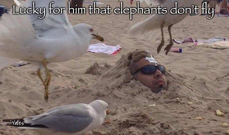 Elephants don’t fly | Lucky for him that elephants don’t fly; Yates | image tagged in flying birds | made w/ Imgflip meme maker