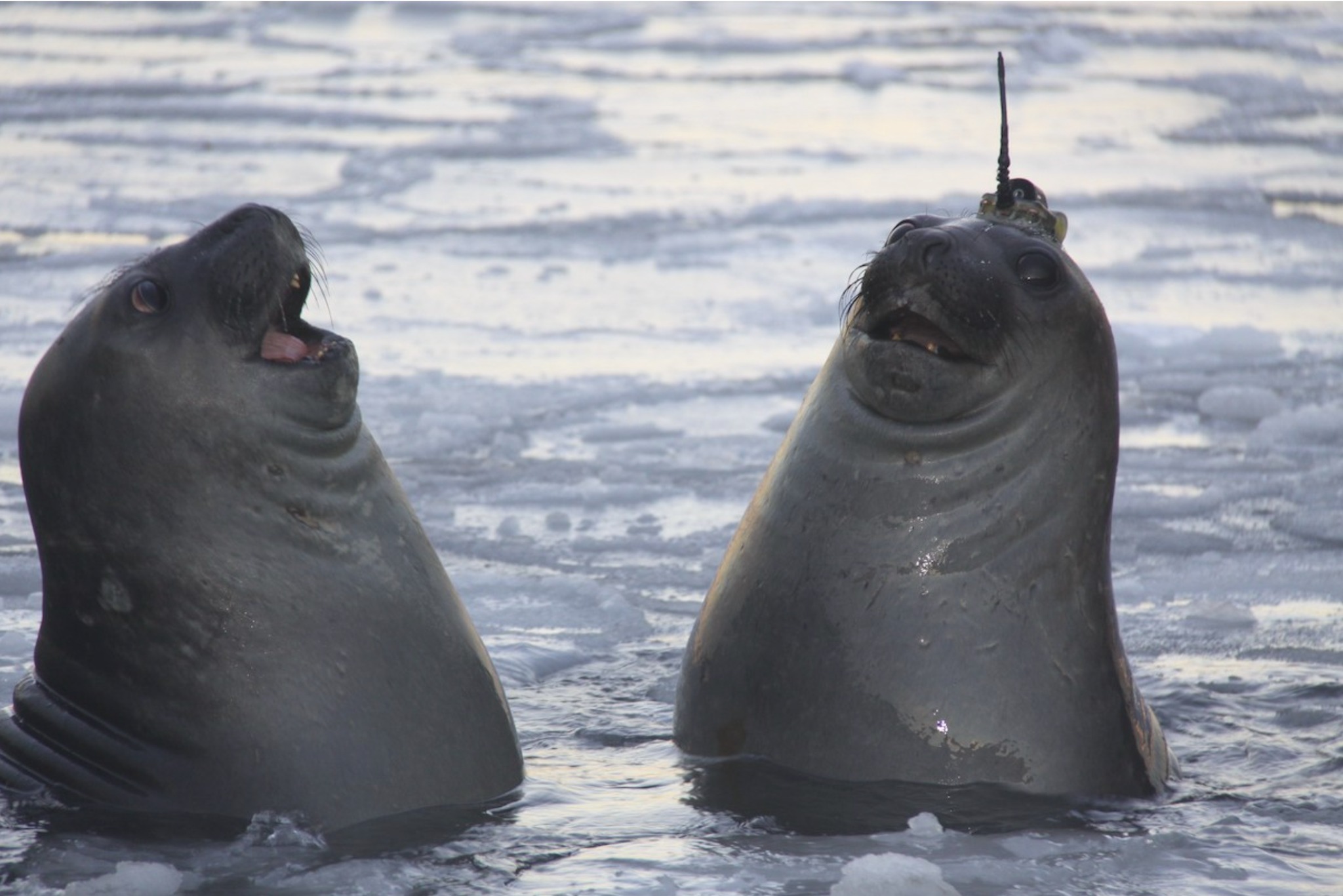 High Quality Laughing seals Blank Meme Template