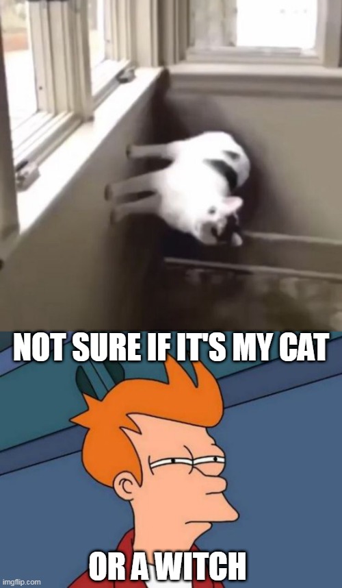 BOTH ARE CORRECT | NOT SURE IF IT'S MY CAT; OR A WITCH | image tagged in memes,futurama fry,cats,funny cats | made w/ Imgflip meme maker