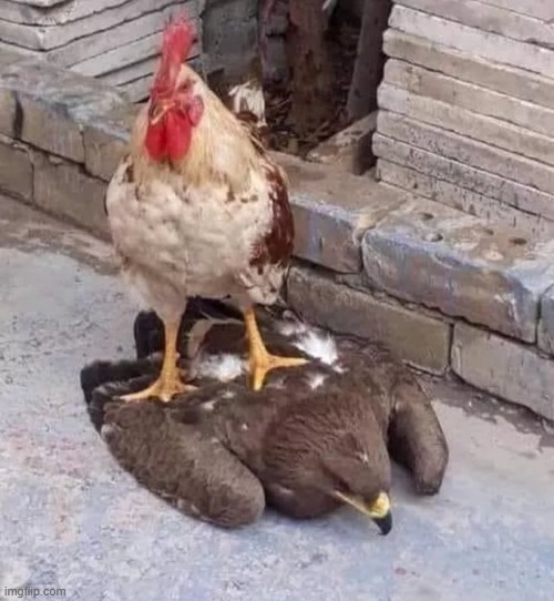 fat cocks rub together | made w/ Imgflip meme maker