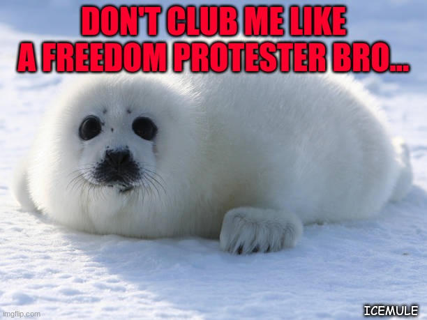 freedom protest | DON'T CLUB ME LIKE A FREEDOM PROTESTER BRO... ICEMULE | image tagged in memes | made w/ Imgflip meme maker