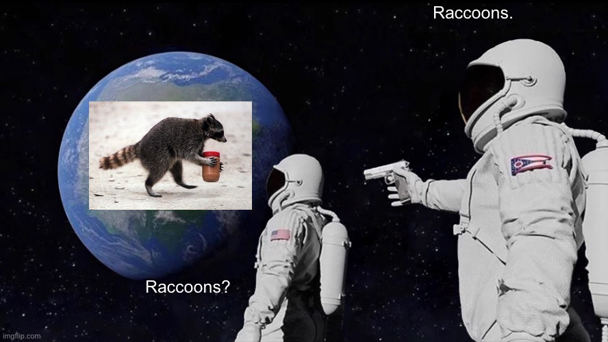 Only intelligent people will appreciate the simplicity of this meme |  Raccoons. Raccoons? | image tagged in memes,always has been,raccoon,cute animals,nature | made w/ Imgflip meme maker