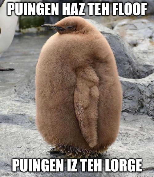 Fat penguin | PUINGEN HAZ TEH FLOOF; PUINGEN IZ TEH LORGE | image tagged in fat penguin | made w/ Imgflip meme maker