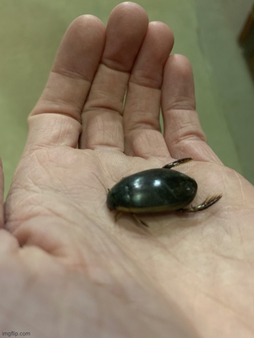 Stupid diving beetle | made w/ Imgflip meme maker
