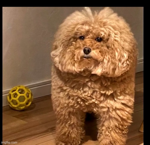 Among us dog  sus | image tagged in among us dog sus | made w/ Imgflip meme maker