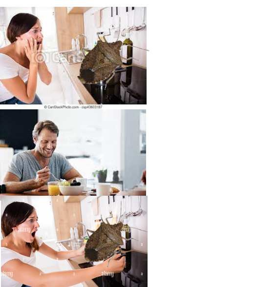 High Quality stinkbug in kitchen Blank Meme Template