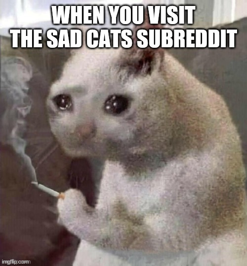 [Sad mew] | image tagged in sad cat,sad cats,cat,cats,kitteh,mew | made w/ Imgflip meme maker