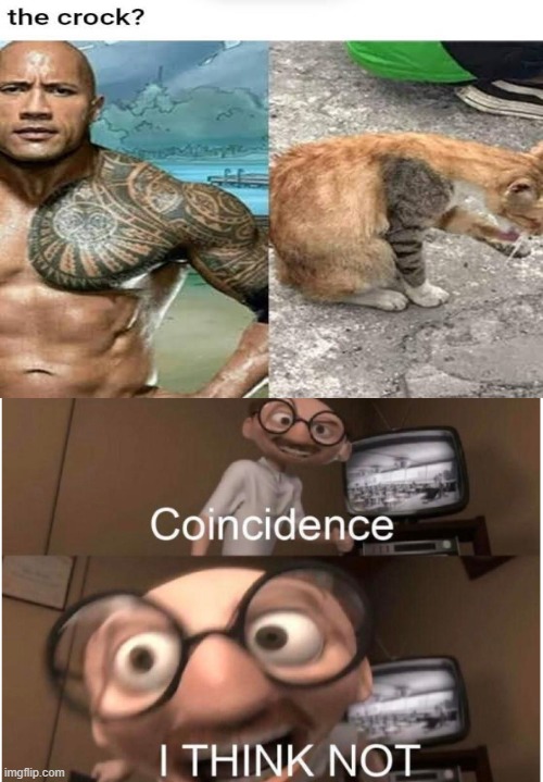 image tagged in coincidence i think not,memes,dwayne johnson,cat,the rock | made w/ Imgflip meme maker
