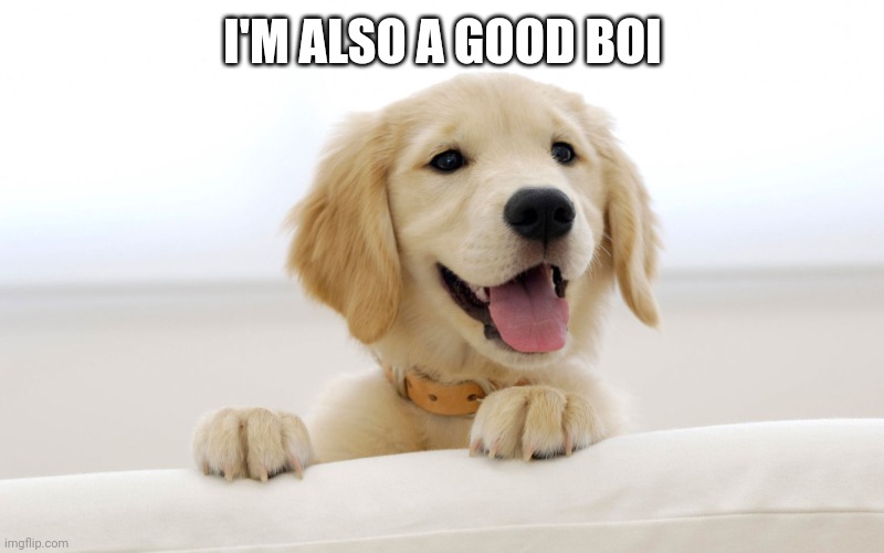 Cute dog idiot | I'M ALSO A GOOD BOI | image tagged in cute dog idiot | made w/ Imgflip meme maker