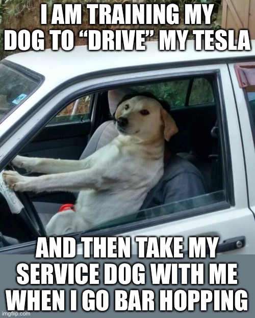 He is my service dog! | I AM TRAINING MY DOG TO “DRIVE” MY TESLA; AND THEN TAKE MY SERVICE DOG WITH ME WHEN I GO BAR HOPPING | image tagged in dog driving,service dog,bar hopping | made w/ Imgflip meme maker