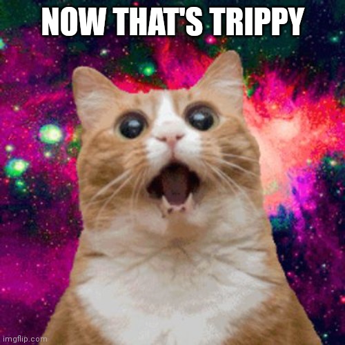 Kitties be trippin | NOW THAT'S TRIPPY | image tagged in kitties be trippin,memes | made w/ Imgflip meme maker