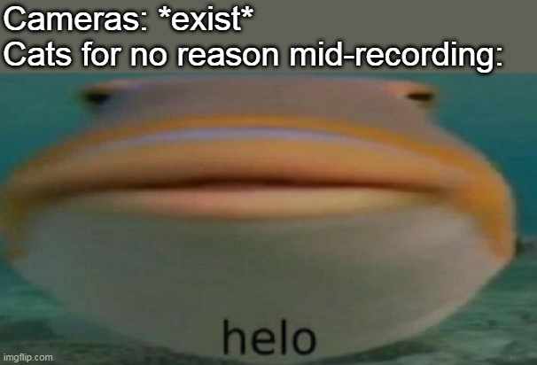 thej | Cameras: *exist*
Cats for no reason mid-recording: | image tagged in helo | made w/ Imgflip meme maker