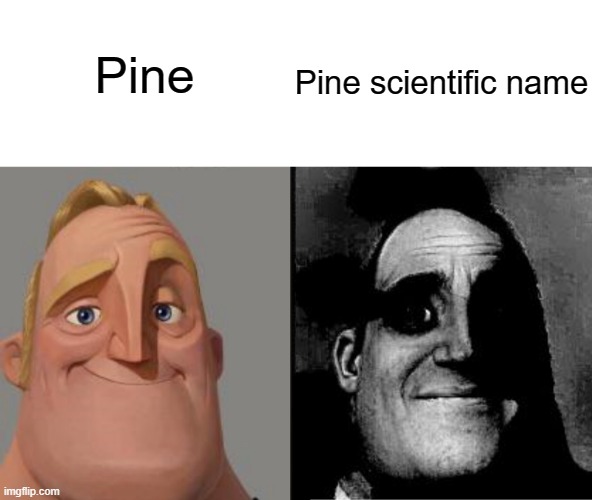 dont do it. it's not worth it | Pine; Pine scientific name | image tagged in traumatized mr incredible | made w/ Imgflip meme maker