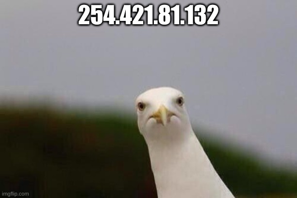 Cheeky gull | 254.421.81.132 | image tagged in cheeky gull | made w/ Imgflip meme maker