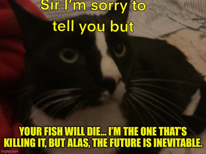 Prophecy Cat | YOUR FISH WILL DIE… I’M THE ONE THAT’S KILLING IT, BUT ALAS, THE FUTURE IS INEVITABLE. | image tagged in prophecy cat | made w/ Imgflip meme maker