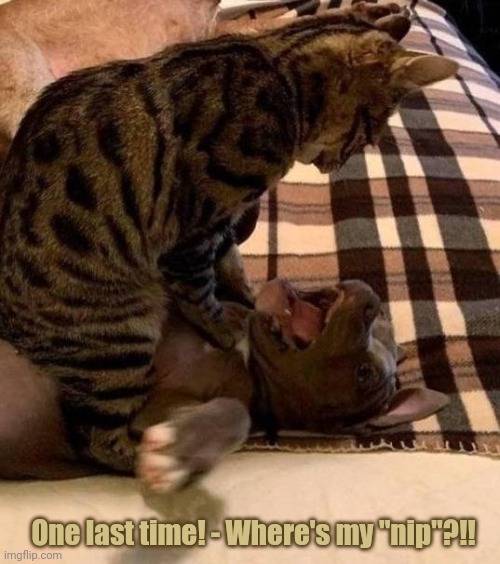 The downside of recreational drugs. | One last time! - Where's my "nip"?!! | image tagged in cat has dog down for questioning | made w/ Imgflip meme maker