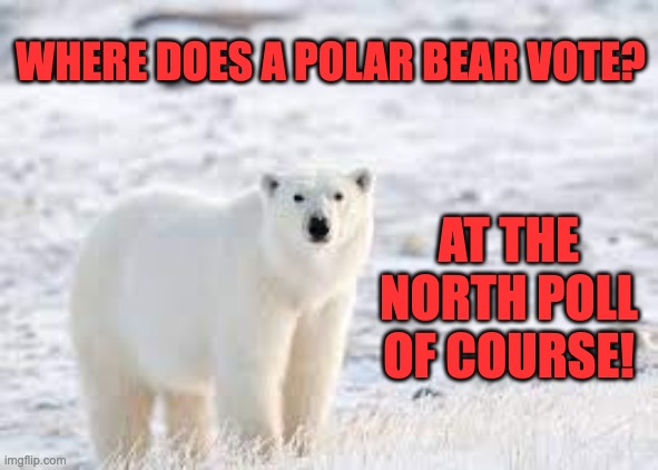 Polling place | WHERE DOES A POLAR BEAR VOTE? AT THE NORTH POLL OF COURSE! | image tagged in bad pun | made w/ Imgflip meme maker