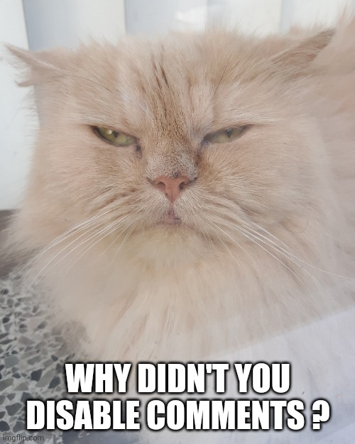 Disdain Cat | WHY DIDN'T YOU DISABLE COMMENTS ? | image tagged in disdain cat | made w/ Imgflip meme maker