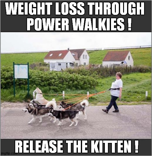 What Could Possibly Go Wrong ? | WEIGHT LOSS THROUGH 
  POWER WALKIES ! RELEASE THE KITTEN ! | image tagged in dogs,walkies,kittens,what could go wrong | made w/ Imgflip meme maker