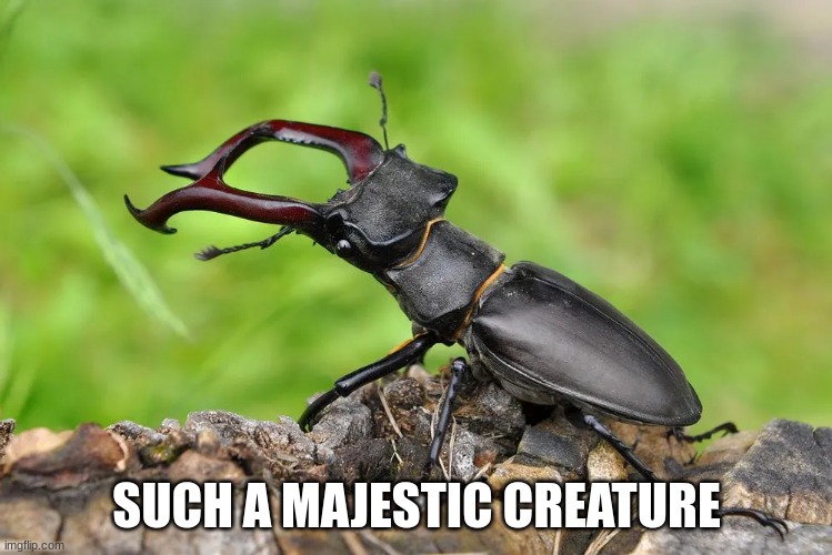 SUCH A MAJESTIC CREATURE | made w/ Imgflip meme maker