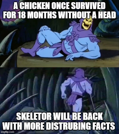 Skeletor disturbing facts | A CHICKEN ONCE SURVIVED FOR 18 MONTHS WITHOUT A HEAD; SKELETOR WILL BE BACK WITH MORE DISTRUBING FACTS | image tagged in skeletor disturbing facts | made w/ Imgflip meme maker