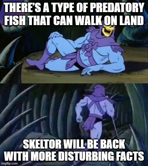 Skeletor disturbing facts | THERE’S A TYPE OF PREDATORY FISH THAT CAN WALK ON LAND; SKELTOR WILL BE BACK WITH MORE DISTURBING FACTS | image tagged in skeletor disturbing facts | made w/ Imgflip meme maker