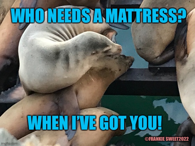 Who needs a mattress? |  WHO NEEDS A MATTRESS? WHEN I’VE GOT YOU! ©FRANKIE SWEET2022 | image tagged in mattress,seal,animals,got you,ocean,funny wildlife | made w/ Imgflip meme maker