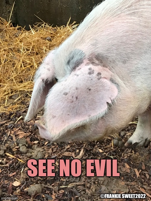 See No Evil | SEE NO EVIL; ©FRANKIE SWEET2022 | image tagged in evil,pig,farm animals,farm,ranch,sow | made w/ Imgflip meme maker