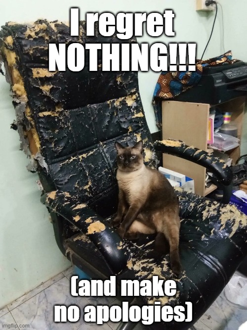 Cat Chair | I regret NOTHING!!! (and make no apologies) | image tagged in cat,office chair,scratching post | made w/ Imgflip meme maker