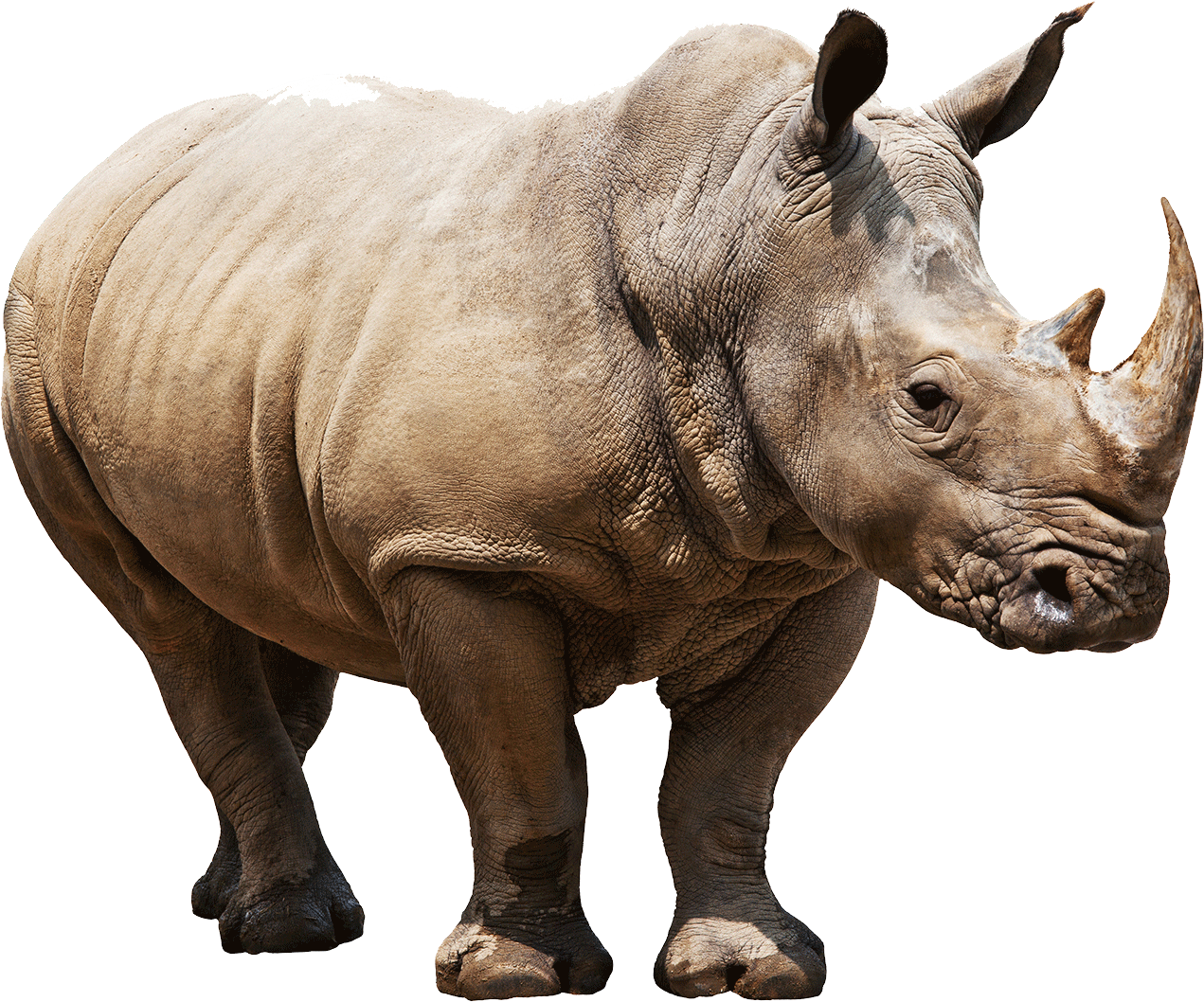 High Quality Rhino Blank Meme Template