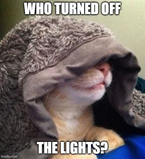 cats with lights = disaster | WHO TURNED OFF; THE LIGHTS? | image tagged in cat,funny | made w/ Imgflip meme maker