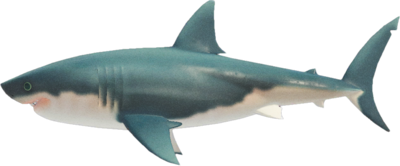 Great white shark Blank Meme Template