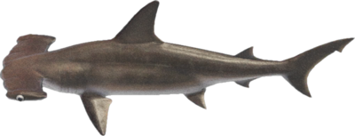 Hammerhead shark Blank Meme Template