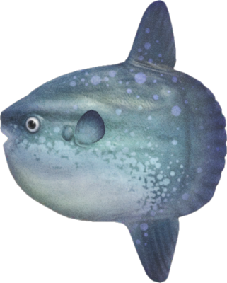 Ocean sunfish Blank Meme Template