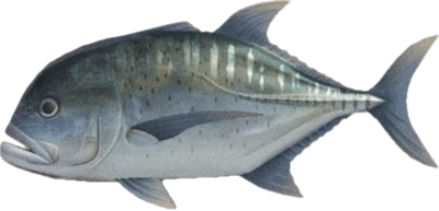 High Quality Giant trevally Blank Meme Template