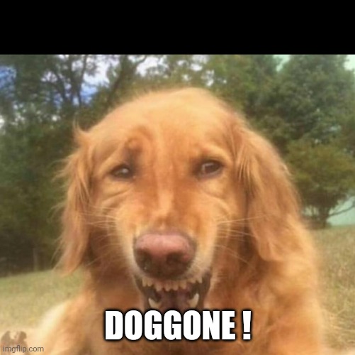 Fake Laugh Dog | DOGGONE ! | image tagged in fake laugh dog | made w/ Imgflip meme maker