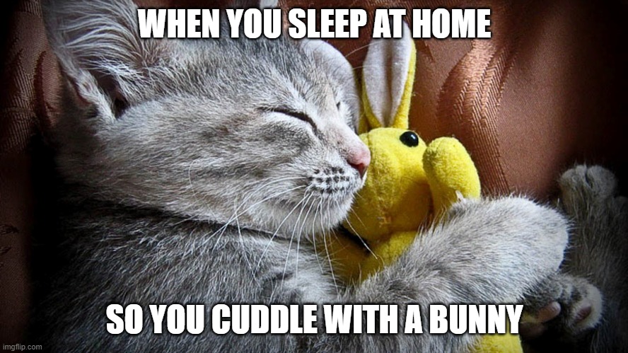 sleepy cat meme | WHEN YOU SLEEP AT HOME; SO YOU CUDDLE WITH A BUNNY | image tagged in sleepy cat | made w/ Imgflip meme maker