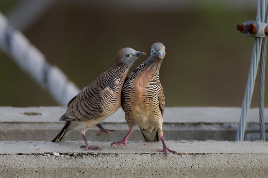 Zebra Doves. (I wonder which one is the guy. *giggle*) | image tagged in awesome,pics,photography | made w/ Imgflip meme maker