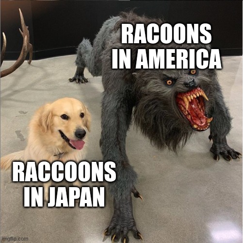 so true | RACOONS IN AMERICA; RACCOONS IN JAPAN | image tagged in dog vs werewolf,dank memes | made w/ Imgflip meme maker