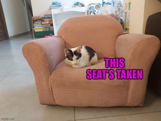 THIS SEAT'S TAKEN | image tagged in meme,memes,humor,cat,cats | made w/ Imgflip meme maker