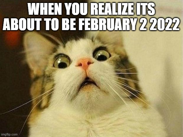 ah yes its 22-02-2022 | WHEN YOU REALIZE ITS ABOUT TO BE FEBRUARY 2 2022 | image tagged in memes,scared cat,22-02-2022 | made w/ Imgflip meme maker