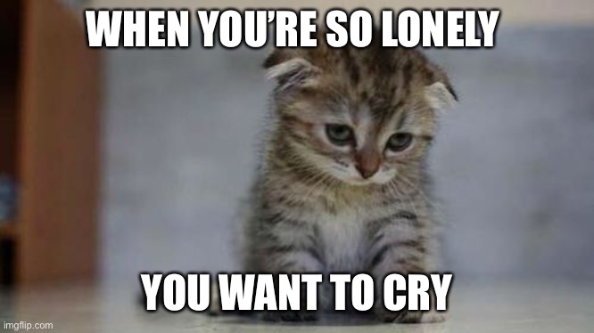 So Lonely | WHEN YOU’RE SO LONELY; YOU WANT TO CRY | image tagged in sad kitten | made w/ Imgflip meme maker