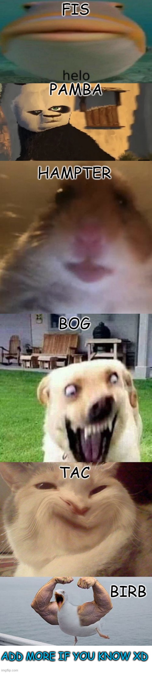 :D | FIS; PAMBA; HAMPTER; BOG; TAC; BIRB; ADD MORE IF YOU KNOW XD | image tagged in memes,funny,msmg | made w/ Imgflip meme maker