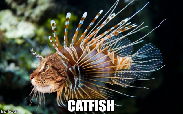 Catfish | CATFISH | image tagged in cats,funny cats,catfish,lol,memes | made w/ Imgflip meme maker