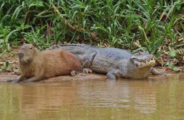 Capybara and crocodile Blank Meme Template